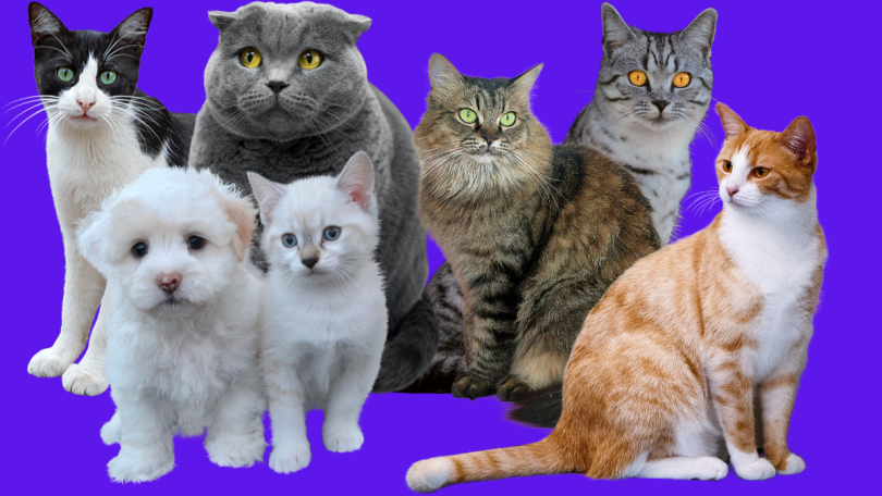 Kedi Cinsleri ve Özellikleri